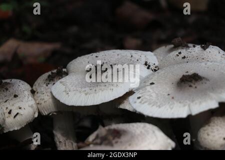 Champignons blancs comestibles rares trouvés en inde sur un groupe. Champignons naturels en pleine croissance Banque D'Images