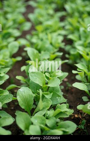 Jeunes plantes d'arugula dans un jardin disponible Banque D'Images