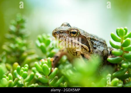 Une grenouille brune assise dans des plantes vertes, vue d'été Banque D'Images