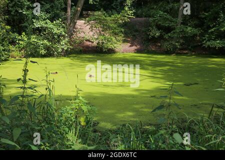 Vue sur un étang isolé isolé avec tapis d'algues dans la forêt hollandaise illuminée par le soleil d'été Banque D'Images