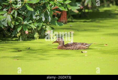 Gros plan d'un canard isolé nageant dans un lac pollué avec une nappe de tapis d'algues vertes - pays-Bas, pays d'argent (accent sur le corps de canard) Banque D'Images