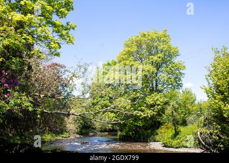 Un ruisseau qui coule doucement un après-midi de printemps, avec du soleil et des arbres sur la côte ouest de l'Irlande Banque D'Images