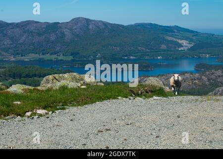 Mouton de Norvège avec fjord et lac bleu en arrière-plan. Stavanger Norvège Banque D'Images