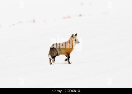 Renard roux (Vulpes vulpes) dans un manteau d'hiver épais dans la neige, Yellowstone Banque D'Images