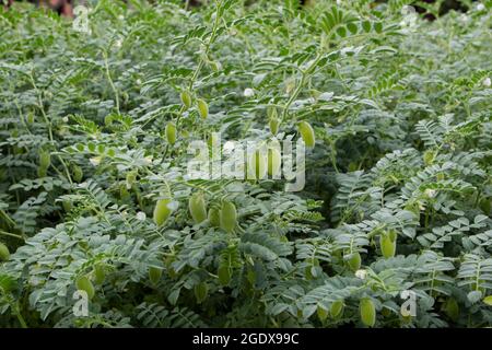 Plants de pois chiches ou de pois chiches ou de cicer arietinum avec fruits et fleurs blanches Banque D'Images