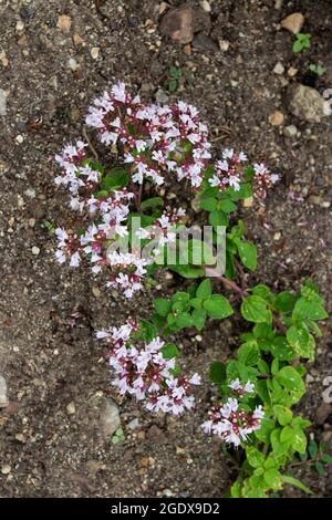 Origanum vulgare ou marjoram sauvage. Origan recouvert de petites fleurs violettes. Banque D'Images