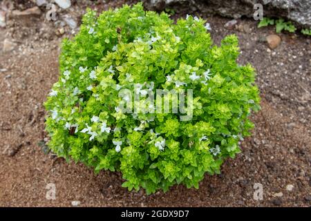 Sous-arbuste en forme de globe de basilic avec des feuilles vert vif et des fleurs blanches. Plante culinaire de la famille de la menthe, Ocimum basilicum. Banque D'Images