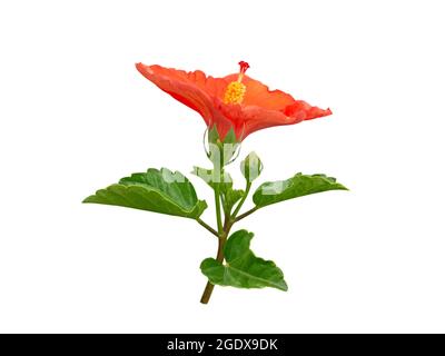 Hibiscus branche de fleur tropicale rouge vif isolée sur blanc. Usine de roses de Chine. Symbole national de la Malaisie. Banque D'Images