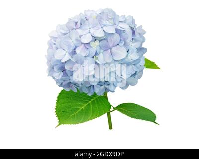 Fleur d'Hydrangea macrophylla isolée sur blanc. Branche d'Hortensia avec fleur bleu clair. Banque D'Images