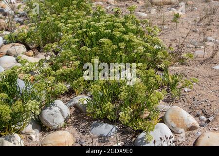 Plante sauvage comestible de fenouil de roche ou de saphir de mer. Crithmum maritimum. Banque D'Images