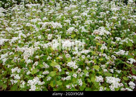 Fagopyrum esculentum plantes avec fleurs blanches. Plantation de sarrasin en fleur. Banque D'Images