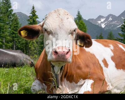 Vache assise après pâturage dans le vert des montagnes italiennes Banque D'Images