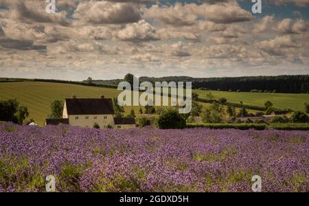 Fin de l'été dans une ferme de lavande dans les Cotswolds, avec la lavande en pleine floraison. Banque D'Images