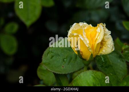 Gouttes de pluie sur la fleur rose dans le jardin en été Banque D'Images