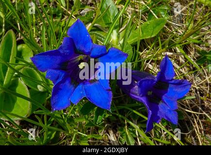 24 juillet 2021, Autriche, Kals am Großglockner: Le gentian de Koch (Gentiana acaulis), a également orthographié le gentian de Koch et aussi appelé gentian sans tige, se blobe sur une montagne dans le parc national de Hohe Tauern. Photo: Patrick Pleul/dpa-Zentralbild/ZB Banque D'Images