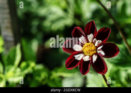 La dahlia de papillons de nuit présente des pétales de velouté rouge foncé et une rose et une bordure intérieure blanche. Banque D'Images