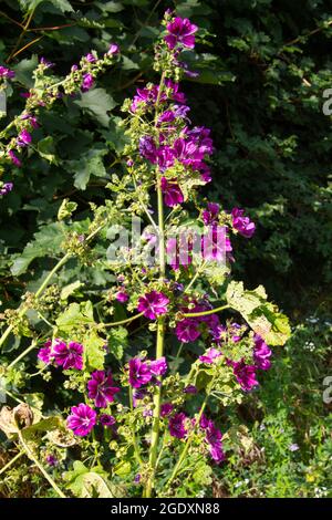 La malow sauvage commune, également appelée Malva sylvestris Banque D'Images