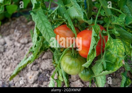 Tomate produite en serre Banque D'Images