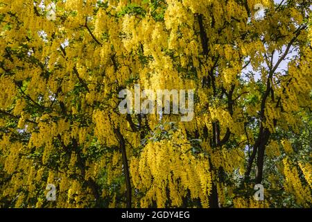 Laburnum × plante Watereri, variété Vossi communément appelé arbre de chaîne dorée ou arbre de pluie doré Banque D'Images