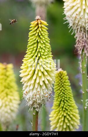 Kniphofia 'Ice Queen' Banque D'Images