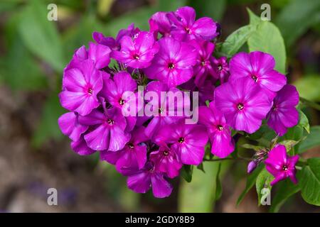 Phlox paniculata 'Border Gem' Banque D'Images