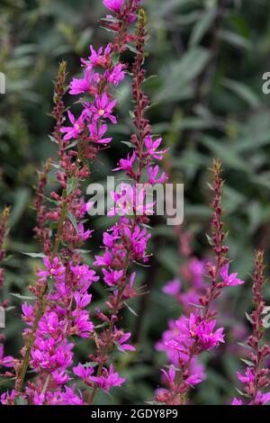 Lythrum virgatum 'Dropmore Purple' Banque D'Images