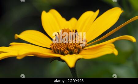 Gros plan de la fleur jaune sur une plante de tournesol à œilleton avec un arrière-plan flou Banque D'Images