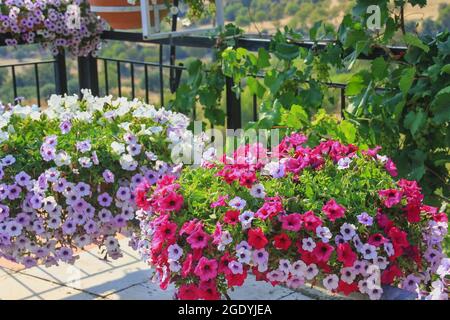 Fleurs débordant fleurs roses et pourpres pétunia ou pétunia hybrida en pots et vigne sauvage sur balcon flou de la terrasse du jardin. Banque D'Images