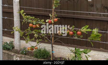 Pomme dressée par un espalier avec des pommes rouges Banque D'Images