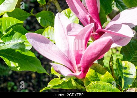 Magnolia Liliiflora 'Nigra' plante arbustive à fleurs d'été avec fleur rouge violet en été communément connue sous le nom de nénuphars noirs magnolia, stock Banque D'Images