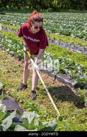 Personnes travaillant dans un grand potager du Massachusetts Banque D'Images