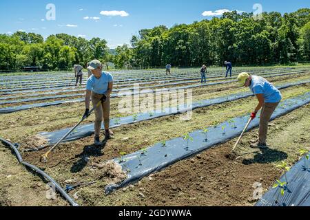 Personnes travaillant dans un grand potager du Massachusetts Banque D'Images