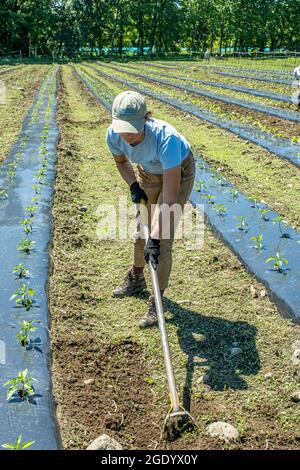 Personnes travaillant dans un grand potager du Massachusetts Banque D'Images