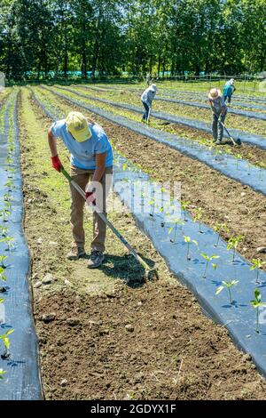 Personnes travaillant dans un grand potager du Massachusetts Banque D'Images