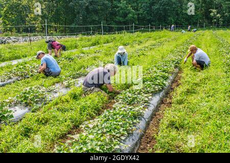 Personnes travaillant dans un grand potager qui fournit de la nourriture à une banque alimentaire locale Banque D'Images