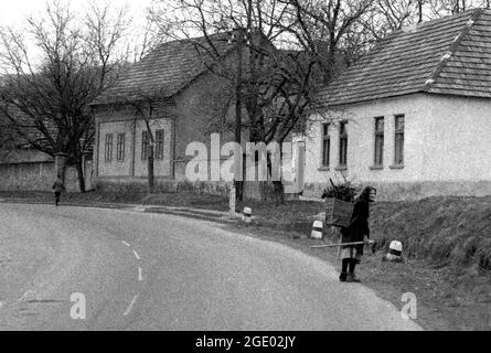 Vieille dame collectant du bois dans un village près de Budapest, Hongrie 1956 Banque D'Images