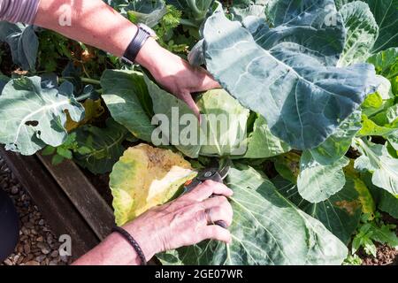 Femme récoltant un chou vert d'été 'Primo', Brassica oleracea. Banque D'Images