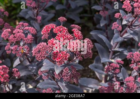 Sedum telephium 'Purple Emperor' Banque D'Images