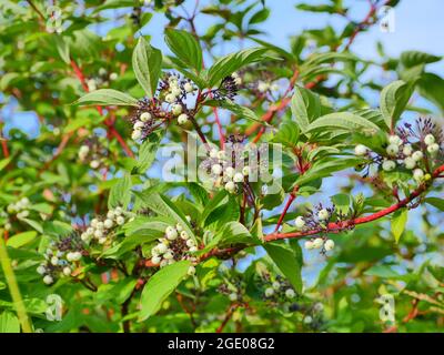 Sorbus cashmiriana ou Cashmere cendres de montagne avec des fruits blancs sur les branches rouges en gros plan Banque D'Images