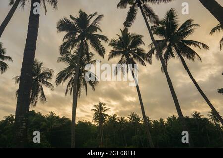 Palmiers à noix de coco contre le ciel bleu et la lumière du soleil en été Banque D'Images