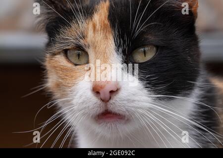 chat blanc au gingembre noir, portrait d'un chat Banque D'Images