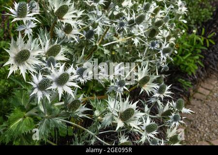 Eryngium giganteum (le fantôme de Mlle Willmott) Banque D'Images