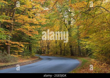 Une route de campagne à Aberdeenshire, en Écosse, en traversant un bois de hêtre (Fagus sylvatica) avec un feuillage d'automne coloré Banque D'Images