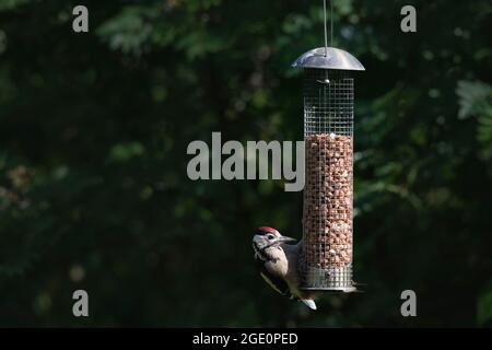 La lumière du soleil met en évidence un grand pic tacheté (Dendrocopos Major) lorsqu'il se accroche à un mangeoire à oiseaux de jardin rempli de arachides Banque D'Images