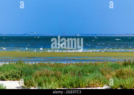 Lagons de Tuzly Amazonia avec beaucoup d'oiseaux dans le Parc naturel national de Tuzly lagons, Ukraine Banque D'Images