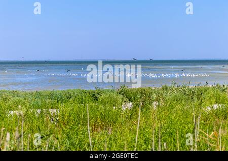 Lagons de Tuzly Amazonia avec beaucoup d'oiseaux dans le Parc naturel national de Tuzly lagons, Ukraine Banque D'Images