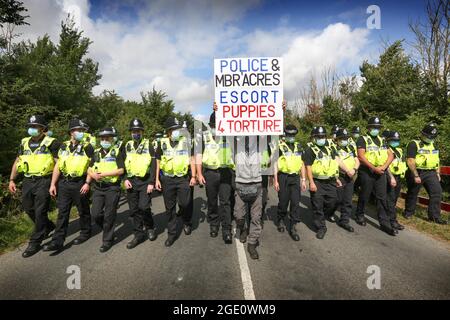 Un manifestant avance sur les officiers tout en tenant un panneau accusant la police d'être complice de la torture du chiot pendant la manifestation. Les habitants du Camp Beagle et leurs partisans se sont rassemblés à l'extérieur du maréchal bioressources (MBR) pour protester contre la production de chiots au MBR. Ils exigent la sortie des chiots actuels et la fermeture de l'usine. Le camp Beagle est un camp de protestation sur le bord de la route établi en juillet 2021 à l'extérieur de beagle Breeder Marshal bioressources (MBR) Acres. Leurs chiots sont vendus dans les laboratoires d'essais sur animaux. (Photo de Martin Pope/SOPA Images/Sipa USA) Banque D'Images