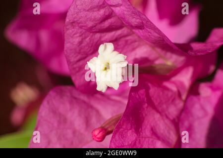 Les feuilles blanches pétale, le tube de couronne et les feuilles violettes de bougainvilliers spectabilis fleurissent en macro-image Banque D'Images