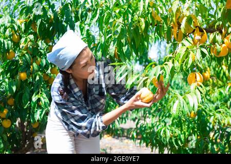 Femme engagée dans le jardinage, cueillant des pêches fraîches mûres dans le verger Banque D'Images