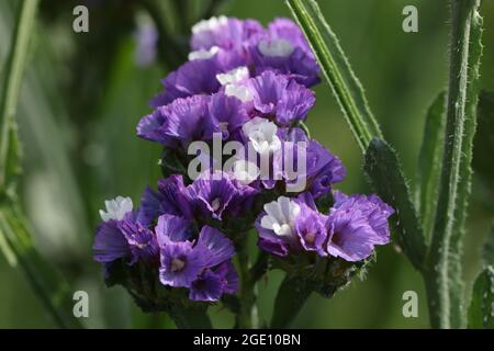 Fleurs de kkermek statice croissant parmi les plantes vertes dans le jardin de la ferme. Fleurs séchées pour bouquets concept Banque D'Images